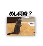 なおき（猫）の日常（個別スタンプ：6）