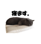 なおき（猫）の日常（個別スタンプ：7）