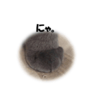 なおき（猫）の日常（個別スタンプ：8）
