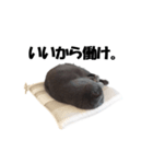 なおき（猫）の日常（個別スタンプ：9）