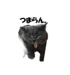 なおき（猫）の日常（個別スタンプ：10）