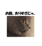 なおき（猫）の日常（個別スタンプ：11）