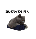 なおき（猫）の日常（個別スタンプ：13）