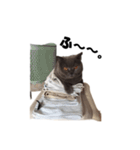なおき（猫）の日常（個別スタンプ：14）
