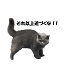 なおき（猫）の日常（個別スタンプ：15）