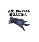 なおき（猫）の日常（個別スタンプ：16）