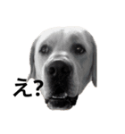MOMOTA_Labrador retriever（個別スタンプ：1）
