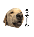 MOMOTA_Labrador retriever（個別スタンプ：2）