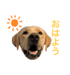 MOMOTA_Labrador retriever（個別スタンプ：3）
