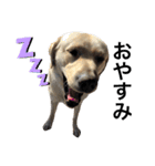 MOMOTA_Labrador retriever（個別スタンプ：4）