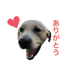 MOMOTA_Labrador retriever（個別スタンプ：5）