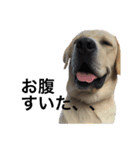 MOMOTA_Labrador retriever（個別スタンプ：6）