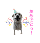 MOMOTA_Labrador retriever（個別スタンプ：7）