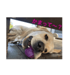 MOMOTA_Labrador retriever（個別スタンプ：8）