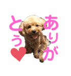 トイプードルゆずの日常（個別スタンプ：1）