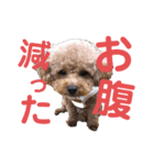 トイプードルゆずの日常（個別スタンプ：3）