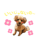 トイプードルゆずの日常（個別スタンプ：7）