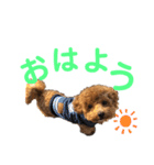 トイプードルゆずの日常（個別スタンプ：9）