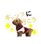 トイプードルゆずの日常（個別スタンプ：12）