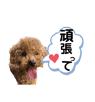 トイプードルゆずの日常（個別スタンプ：14）