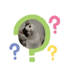 クッキーとミーちゃん第一弾（個別スタンプ：6）