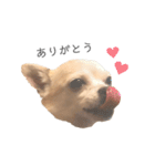 チワワのティー♡♡（個別スタンプ：1）
