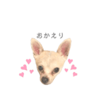 チワワのティー♡♡（個別スタンプ：5）
