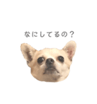 チワワのティー♡♡（個別スタンプ：10）