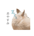 チワワのティー♡♡（個別スタンプ：18）