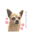 チワワのティー♡♡（個別スタンプ：22）