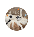 ココモコぶらざーず（個別スタンプ：1）