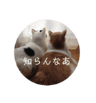 ココモコぶらざーず（個別スタンプ：7）