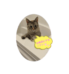 にゃんにゃんにゃん(ハルバージョン)（個別スタンプ：2）
