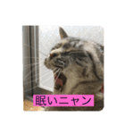 にゃんにゃんにゃん(ハルバージョン)（個別スタンプ：7）