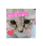 にゃんにゃんにゃん(ハルバージョン)（個別スタンプ：15）