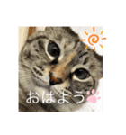 にゃんにゃんにゃん(ハルバージョン)（個別スタンプ：16）