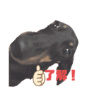 可愛い犬達！！♡♡（個別スタンプ：3）