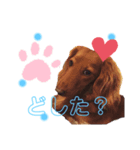 可愛い犬達！！♡♡（個別スタンプ：4）