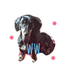 可愛い犬達！！♡♡（個別スタンプ：7）