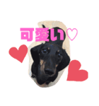 可愛い犬達！！♡♡（個別スタンプ：8）