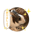 お茶目なkokkochan(4)（個別スタンプ：9）