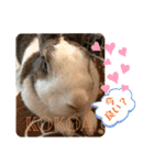 お茶目なkokkochan(4)（個別スタンプ：12）