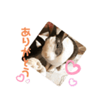 お茶目なkokkochan(4)（個別スタンプ：13）
