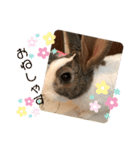 お茶目なkokkochan(4)（個別スタンプ：14）