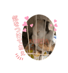お茶目なkokkochan(4)（個別スタンプ：15）