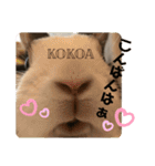 お茶目なkokkochan(4)（個別スタンプ：18）