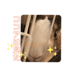 お茶目なkokkochan(4)（個別スタンプ：19）