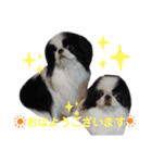 日本わんこのゆる～い愛のコトダマ日常編（個別スタンプ：8）