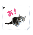 雑種猫キャンタ（個別スタンプ：2）