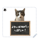 雑種猫キャンタ（個別スタンプ：10）